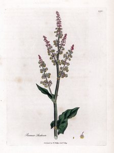 Pospolity oseille lub duży szczaw - Szczaw ogrodowy, Rumex acetosa. Ręcznie kolorowany miedzioryt z ilustracji botanicznej autorstwa Jamesa Sowerby