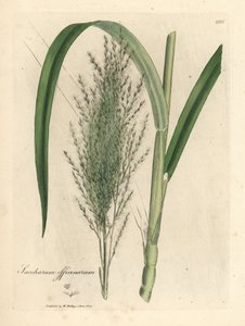Pospolita trzcina cukrowa, cukrownia autorstwa James Sowerby