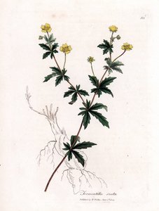 Kuriernik pospolity, Potentilla erecta. Ręcznie kolorowany miedzioryt z ilustracji botanicznej autorstwa Jamesa Sowerby