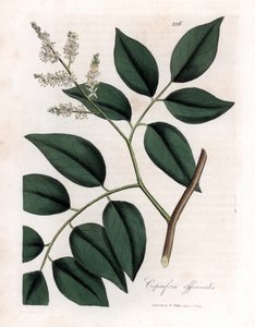 Copaier - Balsam Copaiva, Copaifera officinalis. Ręcznie kolorowany miedzioryt z ilustracji botanicznej autorstwa Jamesa Sowerby