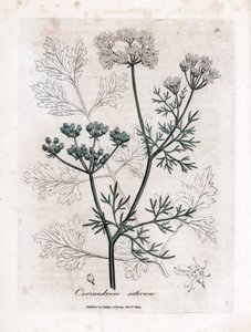 polish autorstwa James Sowerby