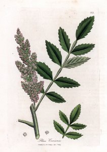 Corroyere lub sumak corroyeurs lub podróżników - sumak liściasty wiąz, Rhus coriaria. Ręcznie kolorowany miedzioryt z ilustracji botanicznej autorstwa Jamesa Sowerby