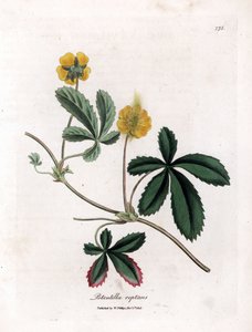 Pełzający pięciornik lub quintefeuille - Pięciornik pospolity, Potentilla reptans. Ręcznie kolorowany miedzioryt z ilustracji botanicznej autorstwa Jamesa Sowerby