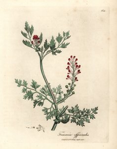 Fumitório florido carmesim, esmalte Fumaria officinalis autorstwa James Sowerby