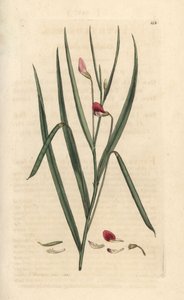 Karmazynowa trawa zwyczajna, Lathyrus nissolia. Miedzioryt ręcznie kolorowany według ilustracji autorstwa Jamesa Sowerby