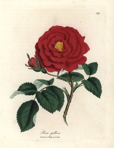 Karmazynowa róża lekarska, Rosa gallica autorstwa James Sowerby