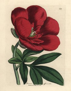 polish autorstwa James Sowerby