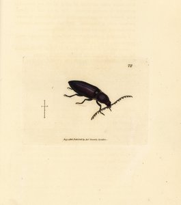 Chrząszcz Ctenicera cuprea (Elater chalybeus). Miedzioryt ręcznie barwiony autorstwa Jamesa Sowerby