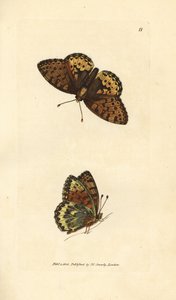 Ciemnozielona fritillary, Argynnis aglaia (motyl Charlotte, Papilio charlotta). Miedzioryt ręcznie barwiony autorstwa Jamesa Sowerby