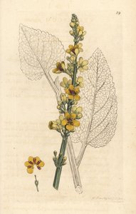 Verbasum nigrum (preto molene) Gravura em placa de cobre colorida à mão após uma ilustração de James Sowerby de James Smith
