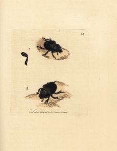 Dor chrząszcz lub chrząszcz gnojowy, Geotrupes puncticollis (Scarabaeus spiniger). Miedzioryt ręcznie barwiony autorstwa Jamesa Sowerby