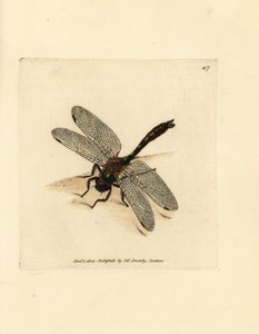 Puszysta szmaragdowa ważka, Cordulia aenea (metaliczna ważka, Libellula aenea). Miedzioryt ręcznie barwiony autorstwa Jamesa Sowerby