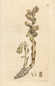 Fajka holenderska, Monotropa hypopitys (Żółte ptasie gniazdo, Monotropa hypopithys) (Aristoloche) Ręcznie kolorowany miedzioryt według ilustracji Jamesa Sowerby