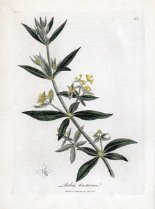 Szaleniec Dyera, Rubia tinctorum. Ręcznie kolorowany miedzioryt z ilustracji botanicznej autorstwa Jamesa Sowerby