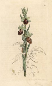 Wczesna orchidea pająka, Ophrys sphegodes (storczyk pająka, Ophrys aranifera). Miedzioryt ręcznie kolorowany według ilustracji autorstwa Jamesa Sowerby