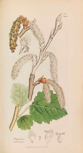Botanika angielska, 1790-1800. autorstwa James Sowerby