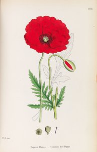 Botanika angielska, 1790-1800. autorstwa James Sowerby