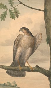 Krogulec zwyczajny autorstwa James Sowerby