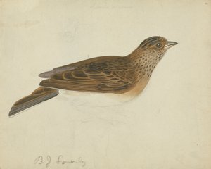 Skowronek zwyczajny autorstwa James Sowerby