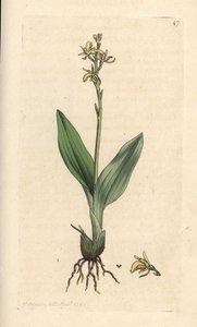Storczyk torfowiskowy, Liparis loeselii (Dwarf ophrys, Ophrys loeselii). Miedzioryt ręcznie kolorowany według ilustracji autorstwa Jamesa Sowerby