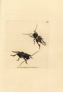 Świerszcz polny, Gryllus campestris (Accheta campestris). Miedzioryt ręcznie barwiony autorstwa Jamesa Sowerby
