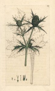 Field eryngo, Eryngium campestre (Panicaut champetre) Miedzioryt ręcznie kolorowany według ilustracji Jamesa Sowerby