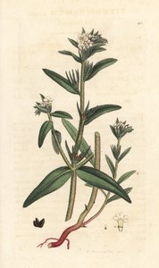 Przelotka polna, Buglossoides arvensis (Lithospermum arvense) (Gremil des champs) Miedzioryt ręcznie kolorowany według ilustracji Jamesa Sowerby