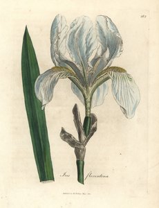 Florencka tęcza, florencka tęcza autorstwa James Sowerby