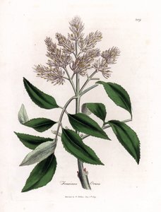 Kwitnący jesion, Fraxinus ornus. Ręcznie kolorowany miedzioryt z ilustracji botanicznej autorstwa Jamesa Sowerby