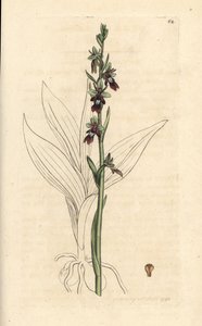 Storczyk muchowy, Ophrys insectifera (storczyk muchowy, Ophrys muscifera). Miedzioryt ręcznie kolorowany według ilustracji autorstwa Jamesa Sowerby