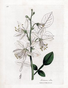 Fraxinelle - Fraxinella branca ou basard dittany, Dictamnus albus. Gravura em placa de cobre colorida à mão de uma ilustração botânica de James Sowerby de William Woodville e Sir William Jackson Hooker