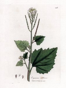 Musztarda czosnkowa, Alliaria petiolata. Ręcznie kolorowany miedzioryt z ilustracji botanicznej autorstwa Jamesa Sowerby