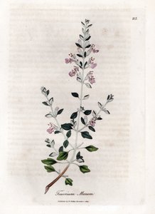 Germandree marum lub germandree kotów - tymianek koci, Teucrium marum. Ręcznie kolorowany miedzioryt z ilustracji botanicznej autorstwa Jamesa Sowerby