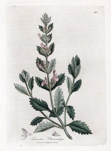 Germandree petit dąb - Germandree, Teucrium chamaedrys. Ręcznie kolorowany miedzioryt z ilustracji botanicznej autorstwa Jamesa Sowerby