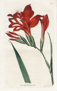 polish autorstwa James Sowerby
