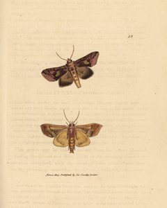 Ćma złocista, Autographa bractea (Phalaena Noctua bractea). Miedzioryt ręcznie barwiony autorstwa Jamesa Sowerby