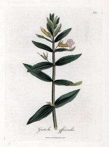 Gratiole officinale - Hedge-hyzop, Gratiola officinalis. Ręcznie kolorowany miedzioryt z ilustracji botanicznej autorstwa Jamesa Sowerby