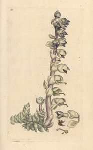 Ząb pospolity, Lathraea squamaria (Grande cardamine) Miedzioryt ręcznie barwiony według ilustracji Jamesa Sowerby