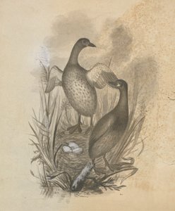 Perkozy autorstwa James Sowerby