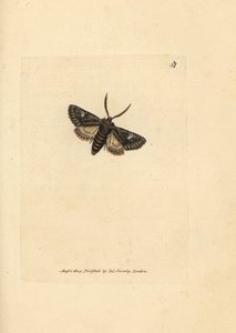 Ćma kropkowa zielono-cętkowa, Valeria oleagina (Phalaena Bombyx oleagina). Miedzioryt ręcznie barwiony autorstwa Jamesa Sowerby
