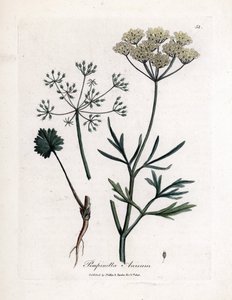 Anyż zielony (Pimpinella anisum). Miedzioryt ręcznie kolorowany na podstawie ilustracji autorstwa Jamesa Sowerby