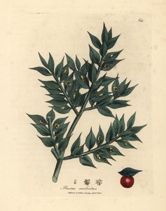 Miotła rzeźnicza o zielonych kwiatach, Ruscus aculeatus autorstwa James Sowerby