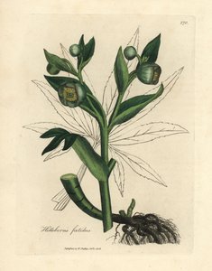 Ciemiernik cuchnący o zielonych kwiatach lub stopa niedźwiedzia, Helleborus foetidus autorstwa James Sowerby