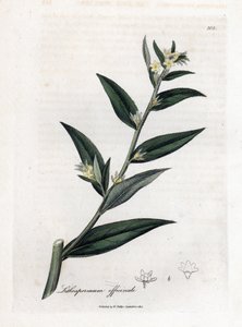 Gremil officinal lub trawa perłowa - Gromwell, Lithospermum officinale. Ręcznie kolorowany miedzioryt z ilustracji botanicznej autorstwa Jamesa Sowerby