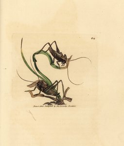 Szary krzak krykieta, Platycleis grisea (szara szarańcza, szarańcza grisea). Miedzioryt ręcznie barwiony autorstwa Jamesa Sowerby