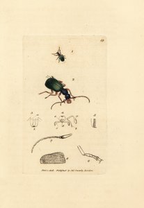 Chrząszcz biegacz, Drypta dentata (karabus złotousty, Carabus chrysostomos). Miedzioryt ręcznie barwiony autorstwa Jamesa Sowerby