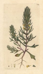 Sosna mielona, Ajuga chamaepitys (jodła) Odręczny miedzioryt według ilustracji Jamesa Sowerby