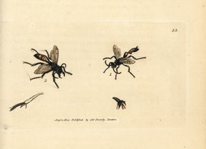 Osa piaskowa włochata, Podalonia hirsuta (Ammophila hirsuta). Ręcznie kolorowany miedzioryt autorstwa Jamesa Sowerby