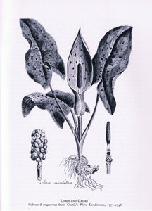 Herb Paris, Nature in Britain, wyd. Collins, 1946 autorstwa James Sowerby