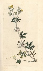 Pięciornik siwy, Potentilla argentea (Cinquefoil) Ręcznie kolorowany miedzioryt według ilustracji Jamesa Sowerby
